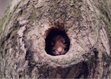 樹洞からのぞくムササビ、木から木へ飛ぶことから天狗説が生まれた